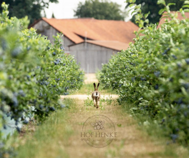 Heidelbeerplantage-Burgwedel